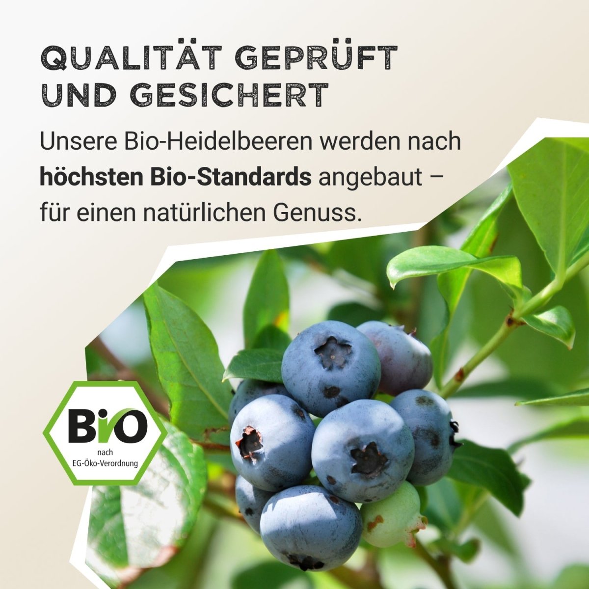 Fruit Powder - Wild Blueberry - Harvest Republic