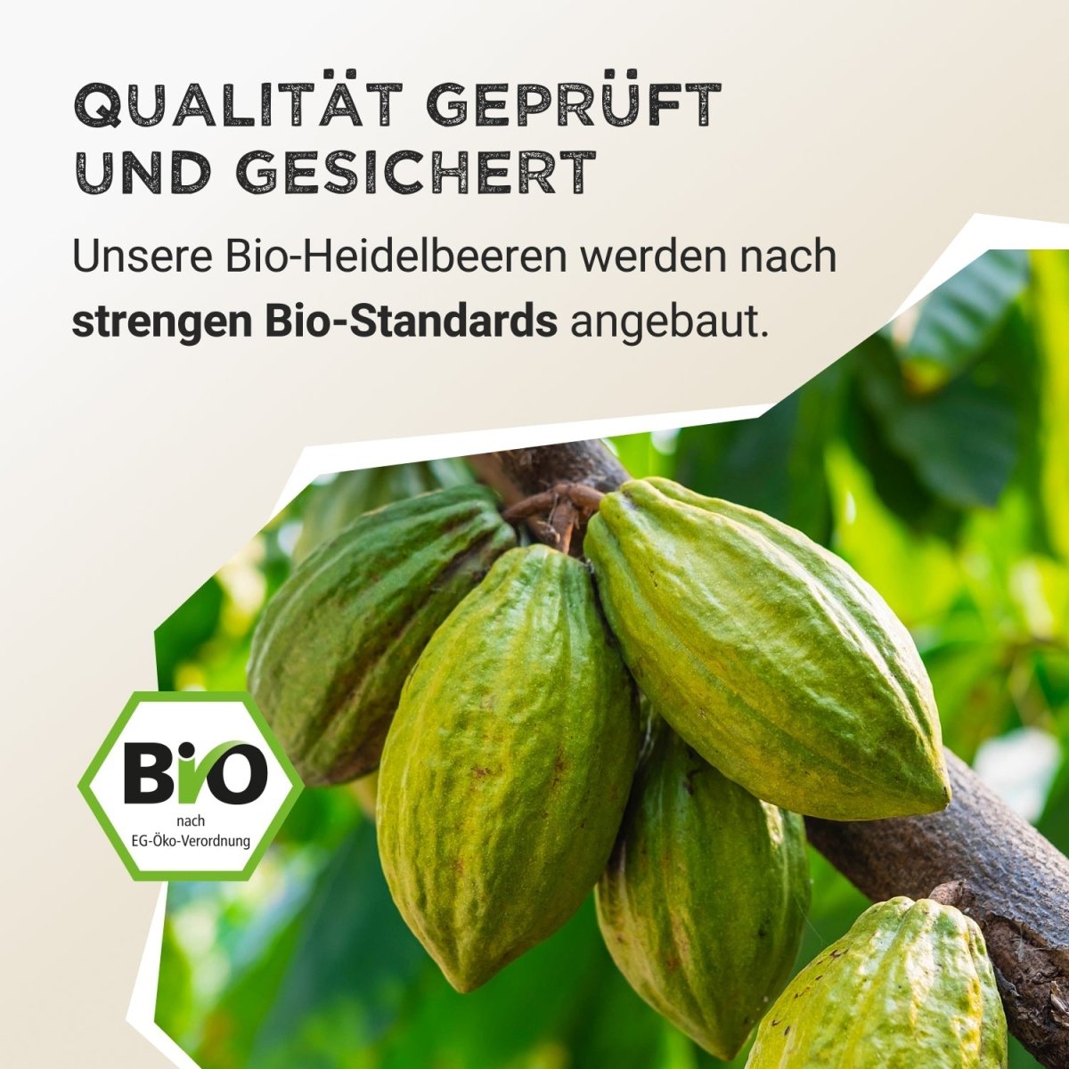 Fruit Powder - Cacao - Harvest Republic